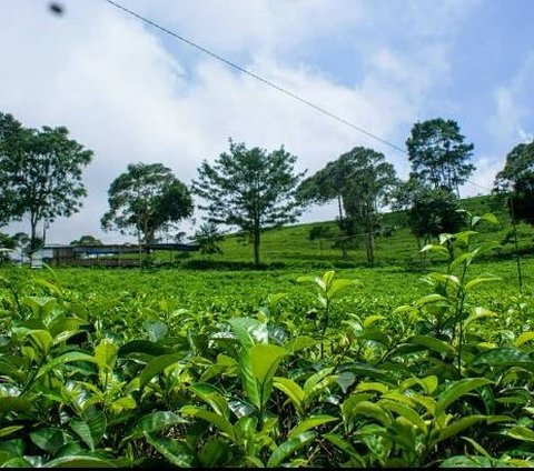 Sejarah Kebun Teh Kemuning, Sisa Kejayaan Mangkunegaran di Lereng Gunung Lawu