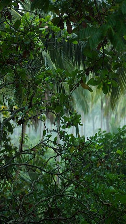 Misteri Paititi, Kota Inca Penuh Emas yang Hilang di Belantara Hutan Amazon