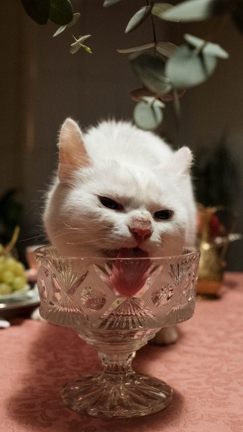 3. Sering Haus: Jika kucing terlihat sering minum tapi tidak mau makan, ini bisa menjadi gejala kucing cacingan.