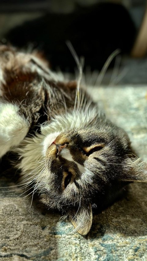 12. Diare: Kucing cacingan dapat mengalami diare, yang seringkali disertai perubahan pada feses.