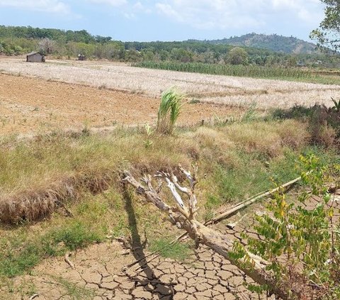 Irigasi Sumur Tanah Dalam  di Tanah Laut Dukung Gernas Penanganan Dampak El Nino Seluas 5732 ha