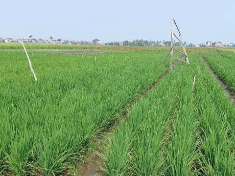 Irigasi Sumur Tanah Dalam  di Tanah Laut Dukung Gernas Penanganan Dampak El Nino Seluas 5732 ha