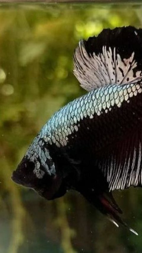 8. Ikan Cupang Black Samurai
