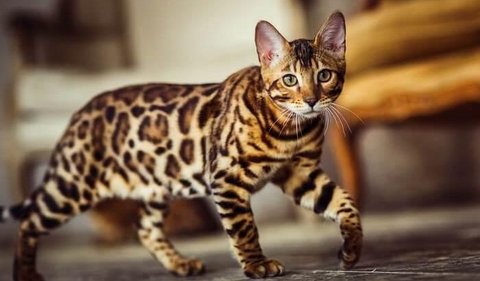 <b>Karakteristik Kucing Bengal</b><br>