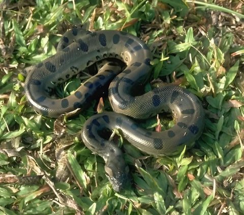 Terrifying! Discovery of a 6.5-Meter Anaconda Snake Carcass, Fascinated by the Skull and Bones that Penetrate its Skin