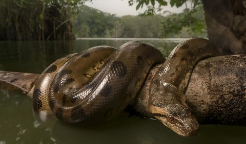 Ukuran tubuh anaconda tersebut memang sangat fantastis meski bukan sesuatu yang mengherankan.