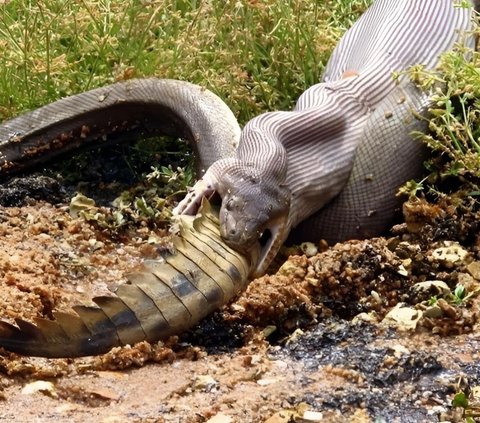 Terrifying! Discovery of a 6.5-Meter Anaconda Snake Carcass, Fascinated by the Skull and Bones that Penetrate its Skin