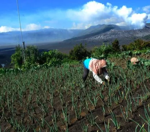 Pakai Teknologi Ini, Produktivitas Petani Melonjak Hingga 4 Kali Lipat dan Tahan Perubahan Iklim