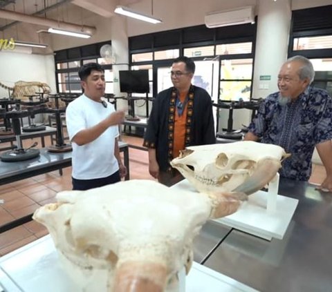 Potret Kerangka Kepala Wariso dan Wisanggeni Sapi Raksasa Irfan Hakim, Kini Jadi Bahan Penelitian