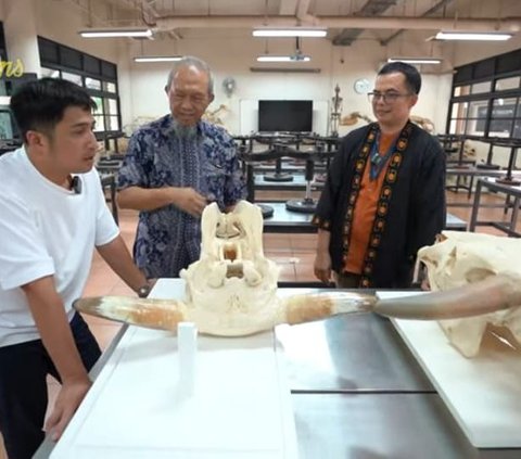 Potret Kerangka Kepala Wariso dan Wisanggeni Sapi Raksasa Irfan Hakim, Kini Jadi Bahan Penelitian