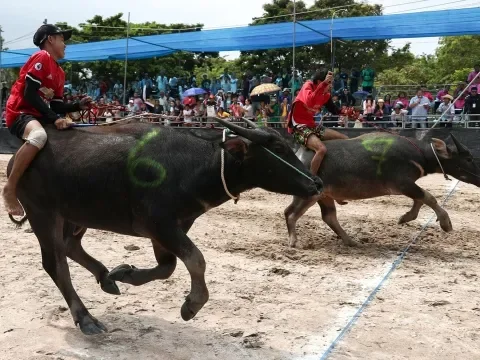 WN India Terlibat Penipuan Jual Beli Daging Kerbau, Kerugian Capai Rp15 Miliar