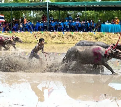 WN India Terlibat Penipuan Jual Beli Daging Kerbau, Kerugian Capai Rp15 Miliar