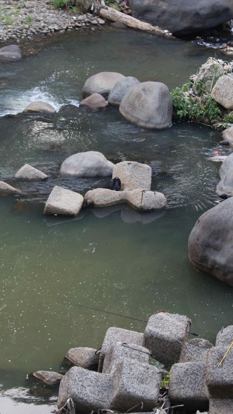 Untuk menjaga aliran irigasi tetap berlanjut untuk kehidupan flora dan fauna, penjaga bendung Katulampa masih terus berkoordinasi dengan wilayah di sepanjang aliran Sungai Ciliwung.