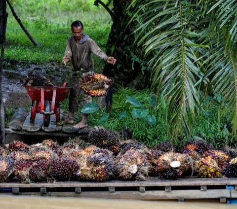 Direktur PTPN IV, Sucipto Prayitno menyampaikan, bahwa kerja sama tersebut merupakan inisiatif PTPN IV sebagai salah satu anak usaha PTPN III (Persero) yang bergerak di bidang perkebunan kelapa sawit.