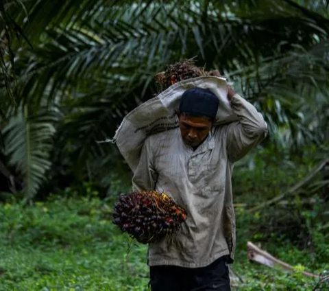 Menurut Sucipto, kerja sama ini selaras dengan roadmap pengurangan Gas Rumah Kaca (GRK) yang dicanangkan PTPN Group untuk melakukan pengurangan emisi dalam Business As Usual (BAU) kegiatan perkebunan.