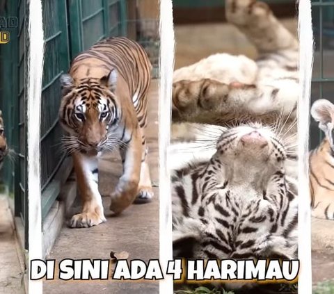 Pelihara 4 Harimau & Banyak Jenis Satwa, Segini Biaya Fantastis di Penangkaran Alshad Ahmad Dalam Sebulan