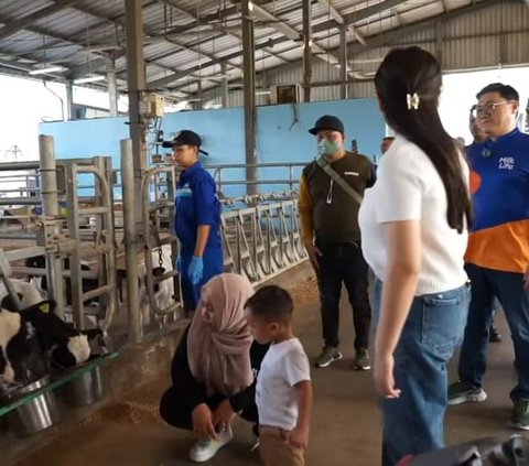 Momen Nagita Slavina & Rayyanza Beri Susu ke Sapi di Peternakan, Menggemaskan Banget