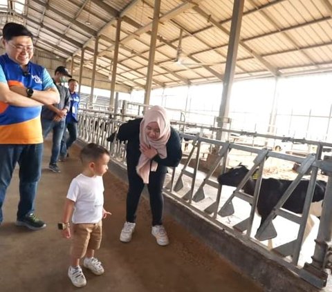 Momen Nagita Slavina & Rayyanza Beri Susu ke Sapi di Peternakan, Menggemaskan Banget