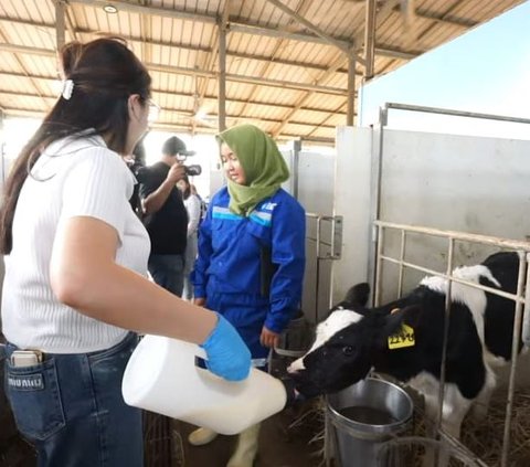 Momen Nagita Slavina & Rayyanza Beri Susu ke Sapi di Peternakan, Menggemaskan Banget