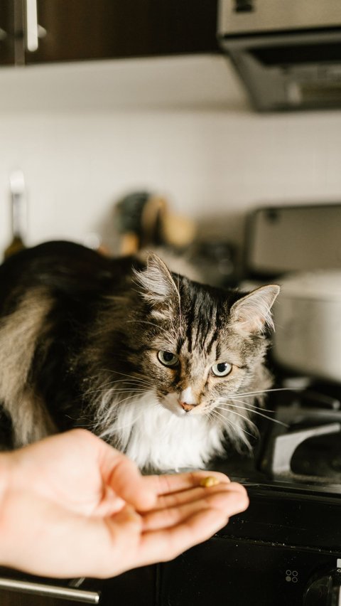 Karakteristik Kucing Maine Coon, Lengkap Beserta Pola Makan dan Cara Merawatnya