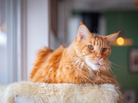 Pola Makan Sehat untuk Maine Coon