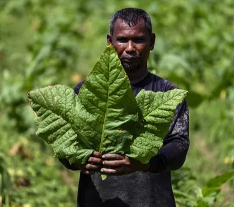 Hasil Panen Melimpah dan Kualitas Tembakau Indonesia Makin Baik, Ternyata Ini Kuncinya