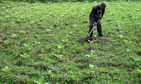 Hasil Panen Melimpah dan Kualitas Tembakau Indonesia Makin Baik, Ternyata Ini Kuncinya