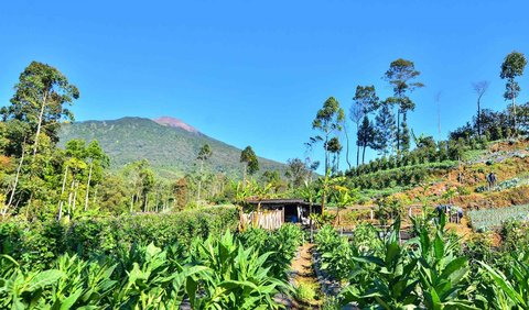 Abdurrahman juga mengatakan bahwa petani sudah lebih sigap dalam pengolahan dan perawatan tembakau.