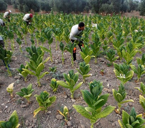 Dengan kondisi pertanian tembakau yang membaik ini, Totok berharap sampai akhir musim panen nanti hasil tembakau akan terus terjaga dan menguntungkan bagi para petani.