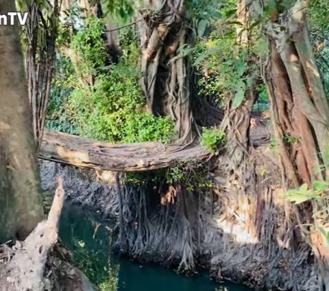 Terbentuk Secara Alami, Ini Potret Jembatan Akar Pohon yang Viral di Yogya