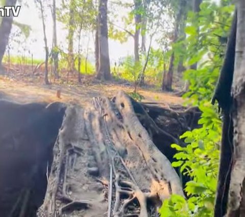 Terbentuk Secara Alami, Ini Potret Jembatan Akar Pohon yang Viral di Yogya