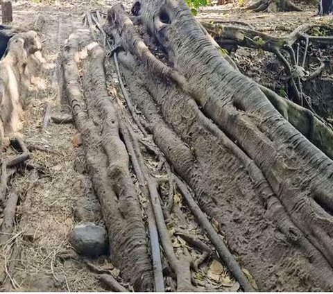 Terbentuk Secara Alami, Ini Potret Jembatan Akar Pohon yang Viral di Yogya