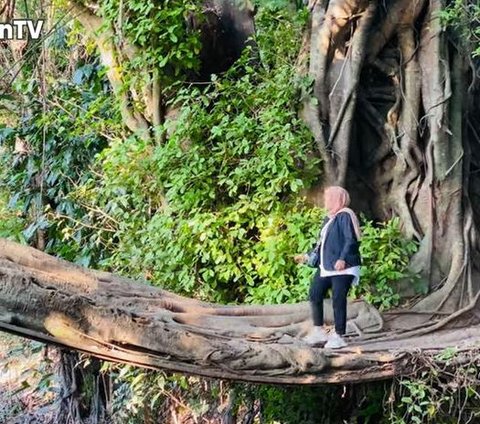 Terbentuk Secara Alami, Ini Potret Jembatan Akar Pohon yang Viral di Yogya