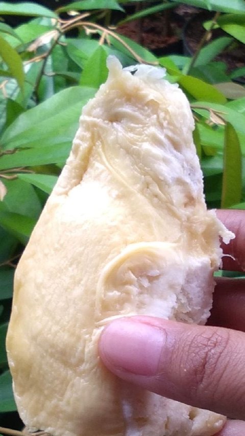 Fenomena Masyarakat China Borong Durian, Tak Hanya untuk Dimakan tapi Jadi Simbol Kekayaan