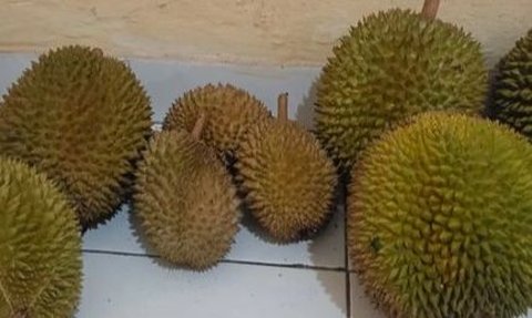 Fenomena Masyarakat China Borong Durian, Tak Hanya untuk Dimakan tapi Jadi Simbol Kekayaan