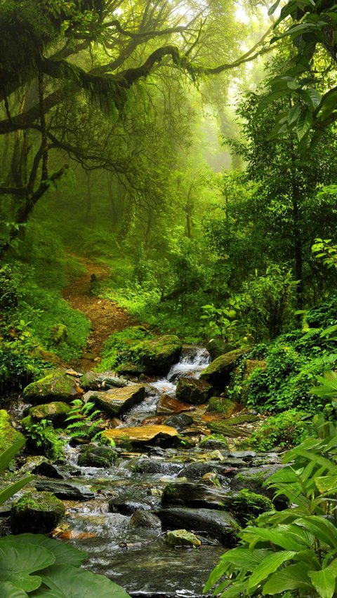 Misteri El Dorado: Jejak Kota Emas yang Hilang di Hutan Belantara Kolombia