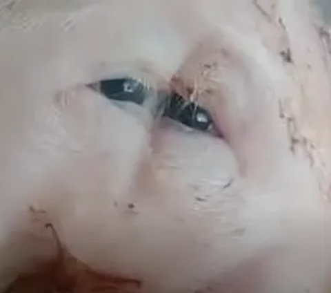 Babi Ini Berkepala Dua dan Punya Empat mata Satu-satunya di Dunia, Ternyata Begini Penyebabnya