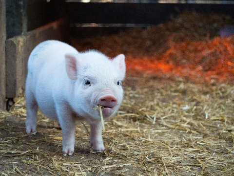 Babi Ini Berkepala Dua dan Punya Empat mata Satu-satunya di Dunia, Ternyata Begini Penyebabnya