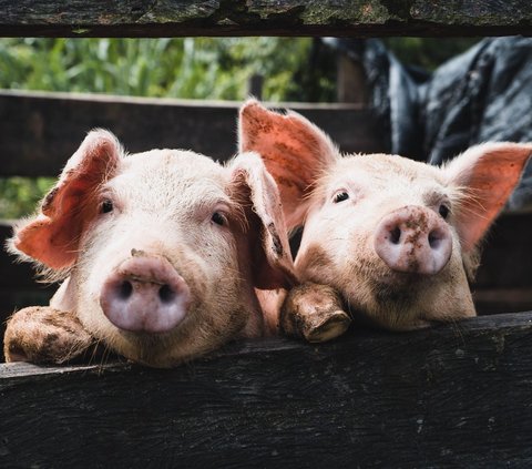 Babi Ini Berkepala Dua dan Punya Empat mata Satu-satunya di Dunia, Ternyata Begini Penyebabnya