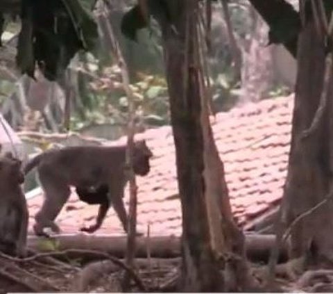 Kawanan Monyet Serbu Pemukiman di Banyumas, Ternyata Ini Penyebabnya