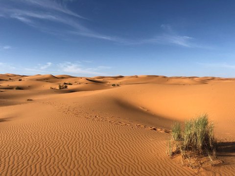 Gurun Sahara Dulu Pernah Hijau, Peneliti Ungkap Kapan dan Penyebabnya