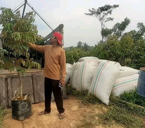 Menjelajahi Kebun Durian Joglo AW di Pati, Surganya Para Pencinta Durian Kelas Premium