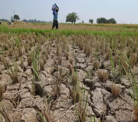 Ditemukan juga, 50 persen air sungainya juga tidak layak untuk diminum, dan separuhnya juga tidak aman untuk pertanian.