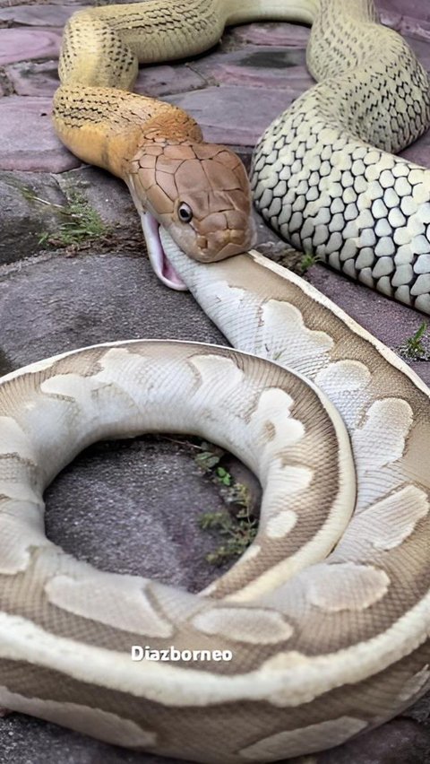 World Netizens Claim to be Terrified Seeing Kalimantan King Cobra Swallow a Giant Ball Python Whole