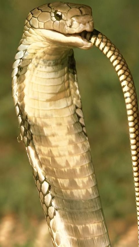 Dilansir dari Merdeka.com, ular king kobra merupakan spesies ular yang termasuk dalam keluarga Elapidae.
