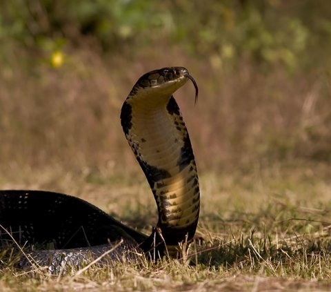 World Netizens Claim to be Terrified Seeing Kalimantan King Cobra Swallow a Giant Ball Python Whole