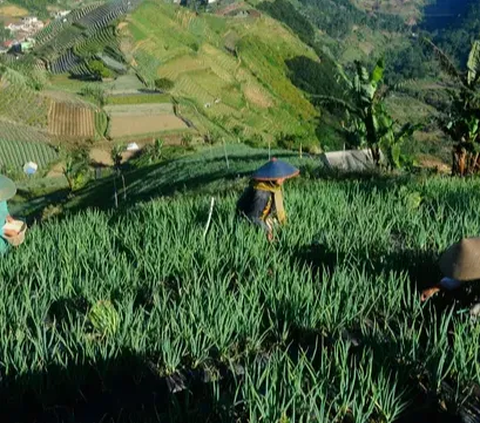 Petani di Sumut, Sulteng dan Sultra Kini Bisa Tebus Pupuk Subsidi Lewat Aplikasi, Cek Caranya di Sini