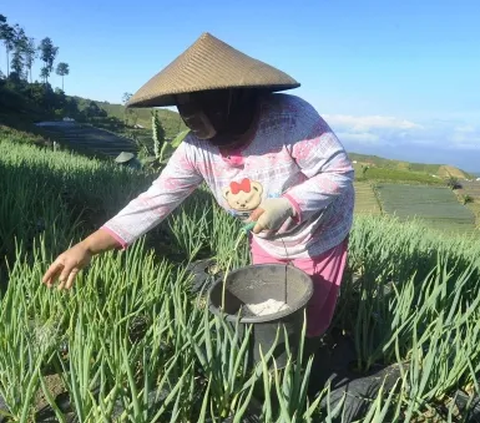 Petani di Sumut, Sulteng dan Sultra Kini Bisa Tebus Pupuk Subsidi Lewat Aplikasi, Cek Caranya di Sini