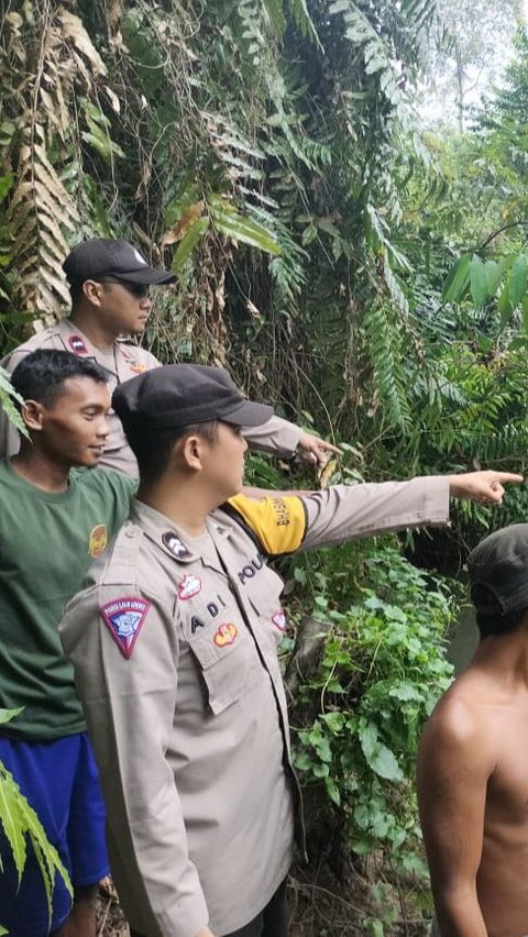 <br>Aksi Dramatis Penyelamatan Kepala Dusun Diterkam Buaya