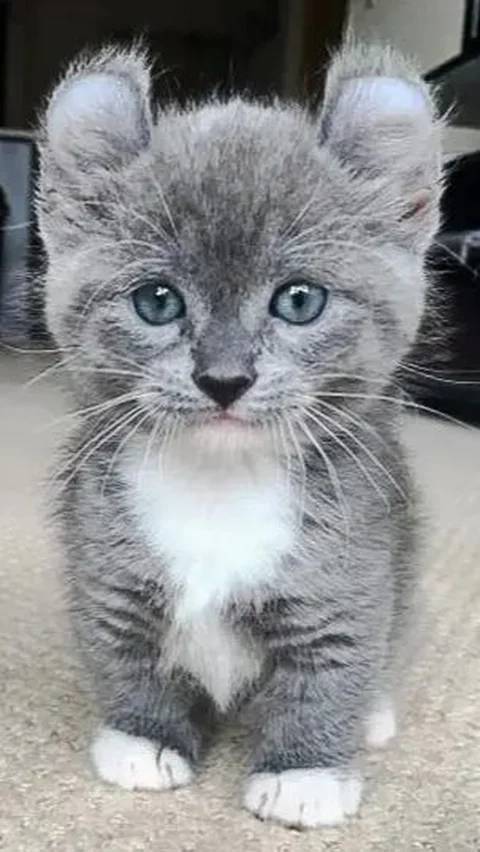 Gemes Banget, Ini 8 Jenis Kucing Lucu Berkaki Pendek yang Bisa Diadopsi